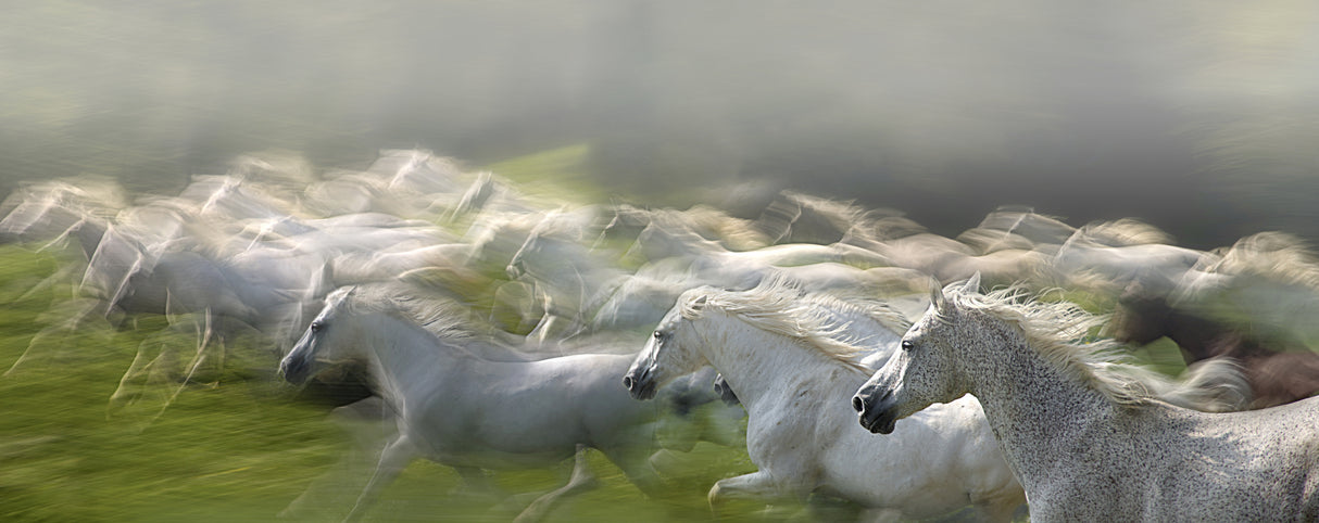 In gallop Poster och Canvastavla
