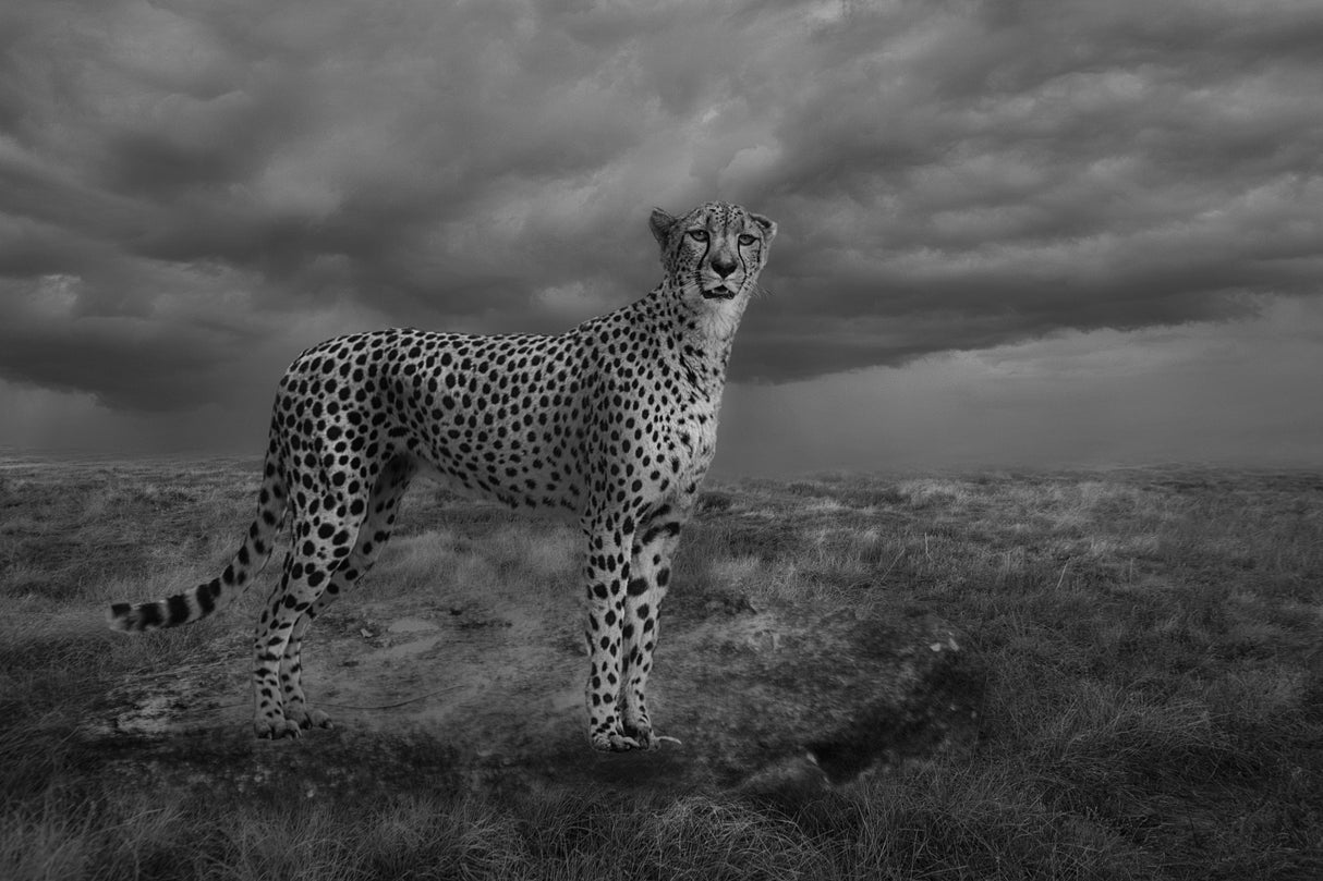 Alert Cheetah Poster och Canvastavla