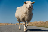 Sheep have right of way here Poster och Canvastavla