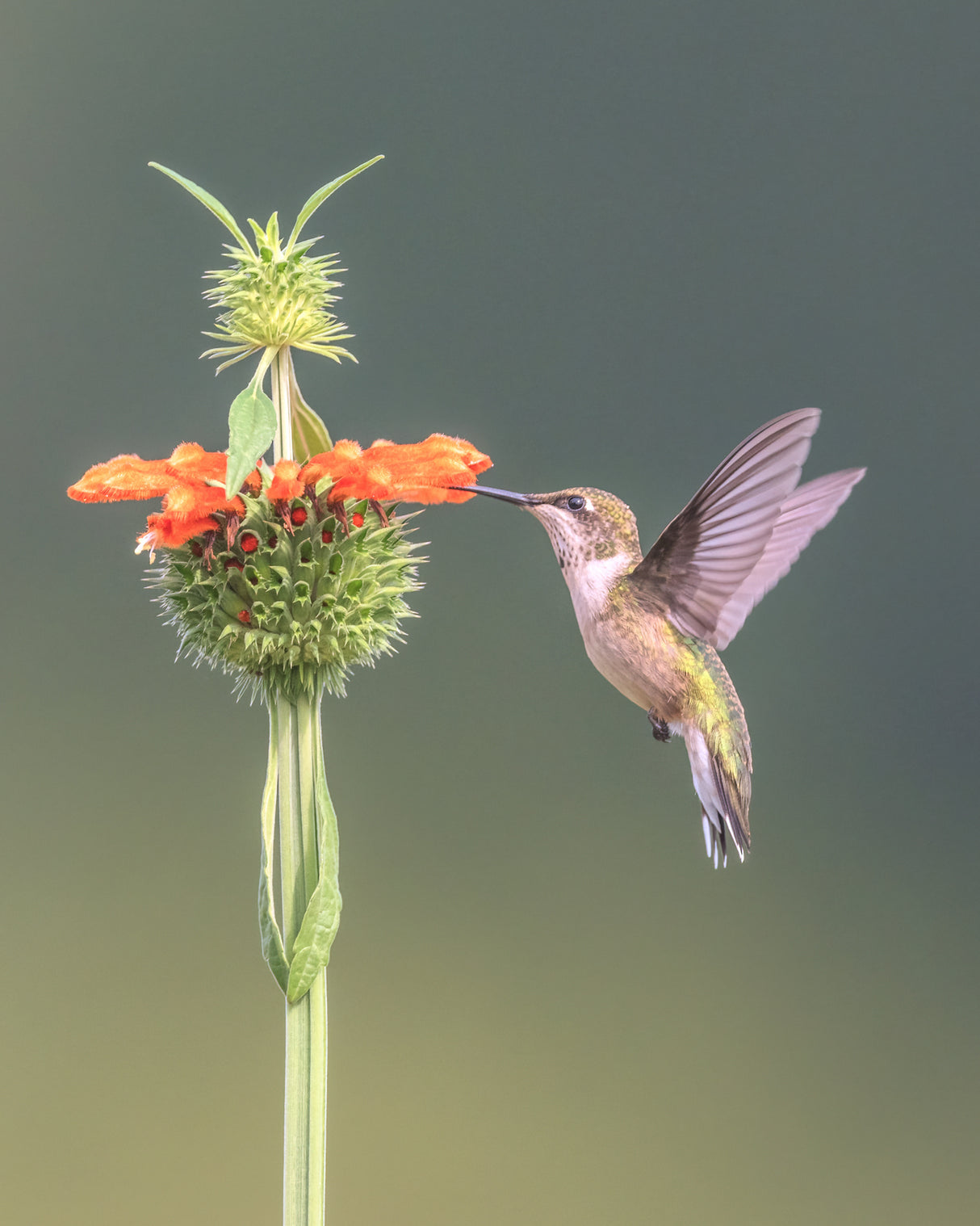 Hummer on Lion's Ear Flower II Poster och Canvastavla