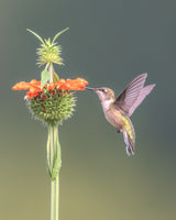 Hummer on Lion's Ear Flower II Poster och Canvastavla
