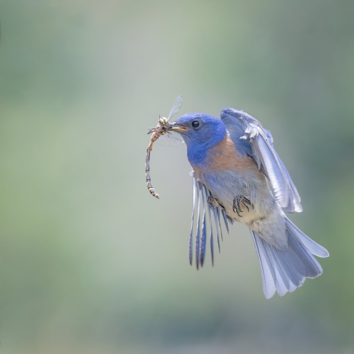 Bluebird caught a dragonfly Poster och Canvastavla