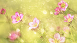 Little Pink Poster och Canvastavla