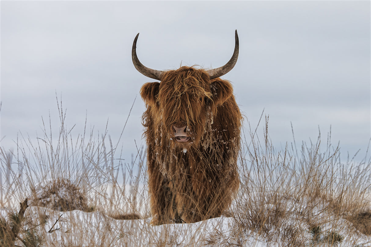 Highlander in Snow Poster och Canvastavla