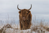 Highlander in Snow Poster och Canvastavla