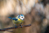 Parus caeruleus Poster och Canvastavla