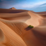 Dunes and Patterns 7R41610 Poster och Canvastavla