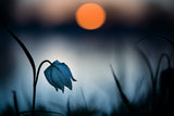 " Rising sun..." Poster och Canvastavla