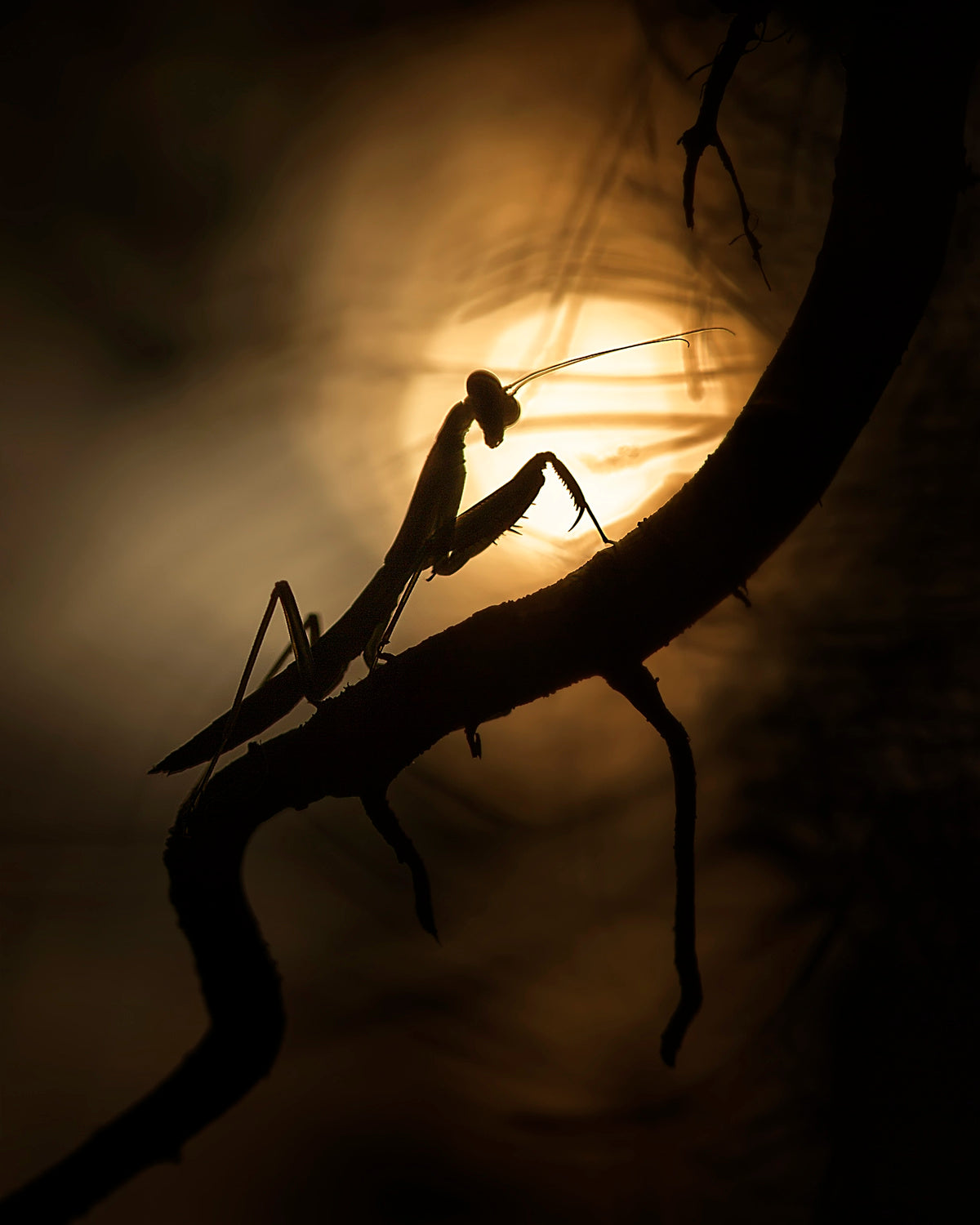 Shadows and Silhouette Poster och Canvastavla