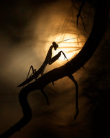 Shadows and Silhouette Poster och Canvastavla