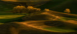 Spring Wheatfield Poster och Canvastavla