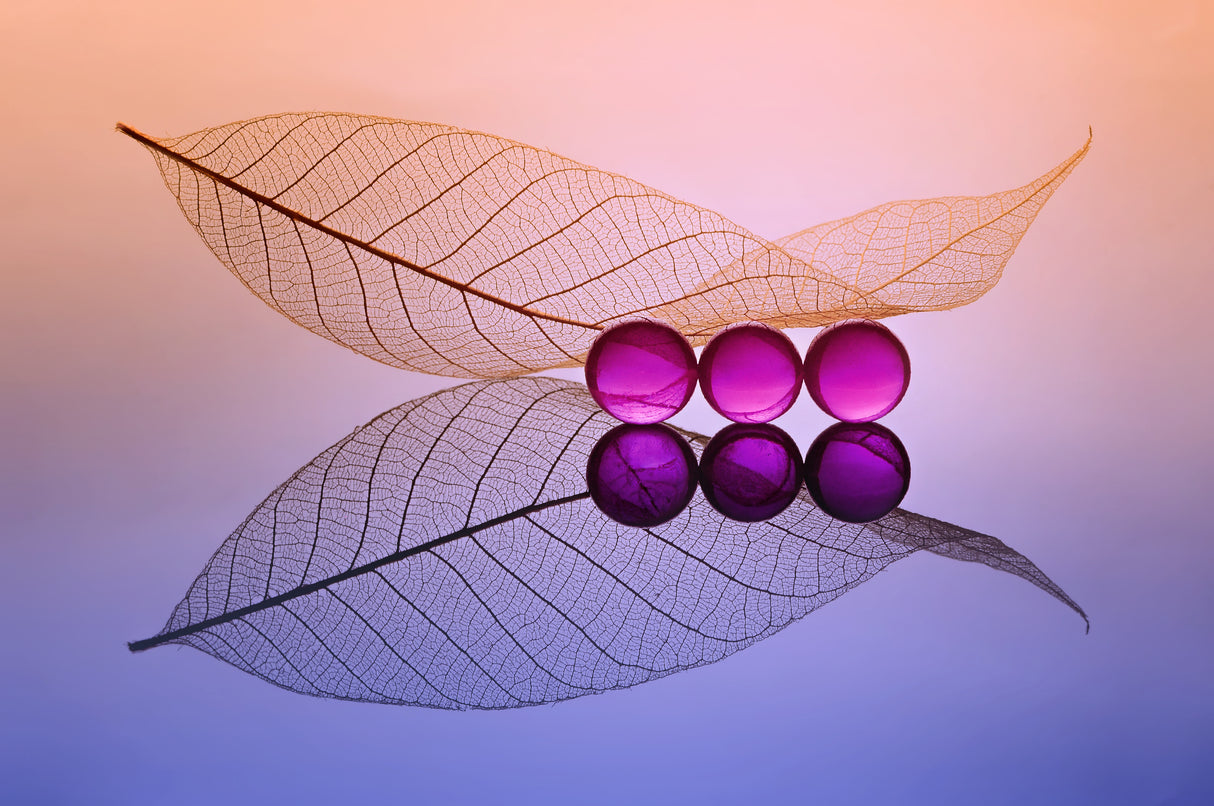 Three Buble and leaf Poster och Canvastavla