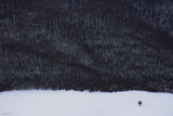 tree vs forest Poster och Canvastavla