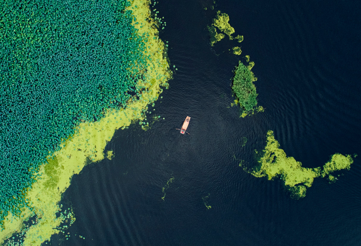 Boat in the lotus pond Poster och Canvastavla