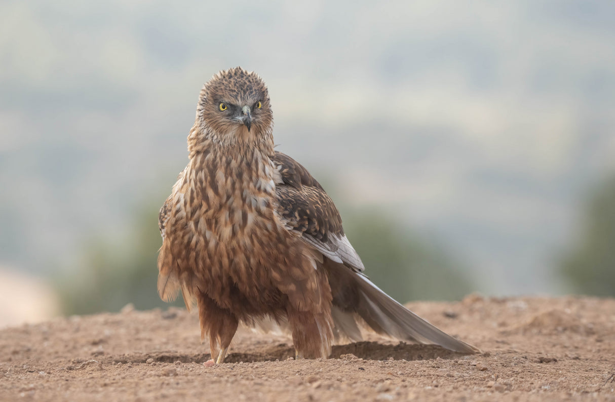 Western Marsh Harrier (Circus aeruginosus) Poster och Canvastavla