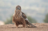 Western Marsh Harrier (Circus aeruginosus) Poster och Canvastavla