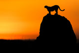 Calling for a Hunt Poster och Canvastavla