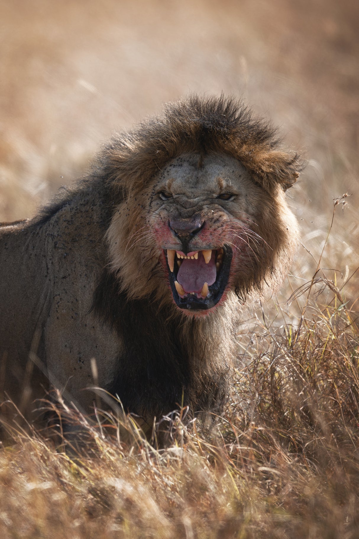 Angry Lion Poster och Canvastavla