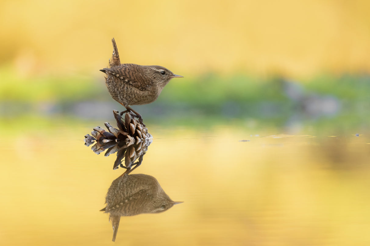 Eurasian wren - Scricciolo - Troglodytes troglodytes Poster och Canvastavla