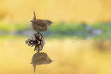Eurasian wren - Scricciolo - Troglodytes troglodytes Poster och Canvastavla