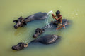Boy Bathing with Water Buffalo Poster och Canvastavla