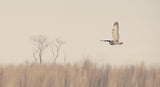 A cloudy day fly Poster och Canvastavla