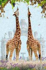 Giraffes enjoying Grapes Poster och Canvastavla