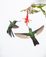 Two hummingbirds at a flower Poster och Canvastavla