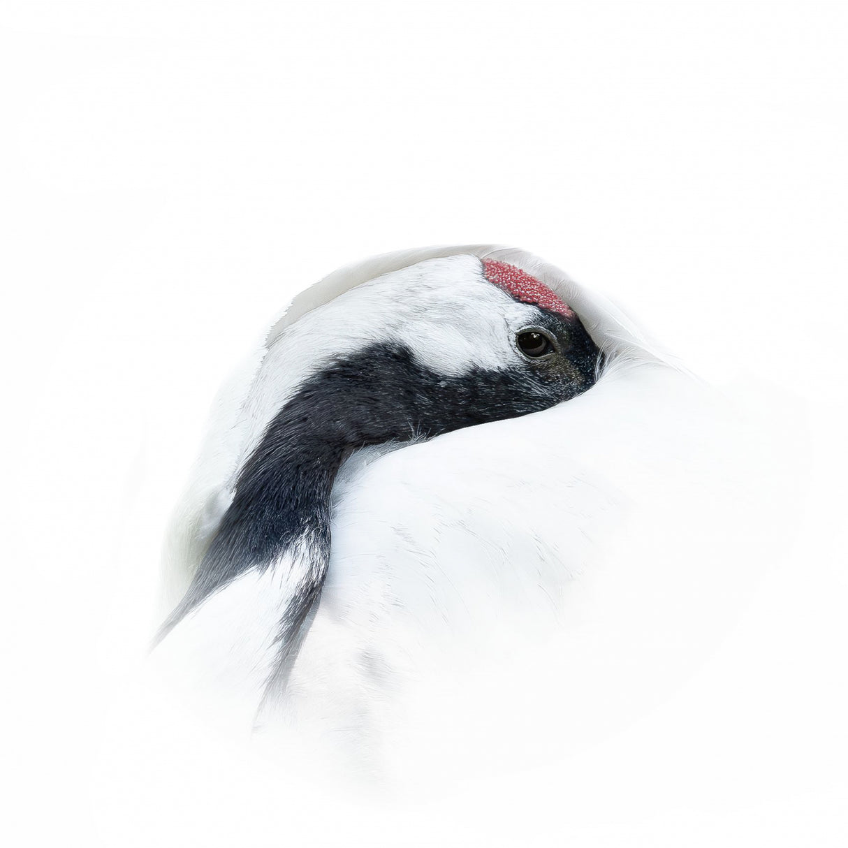 Red-crowned crane Poster och Canvastavla