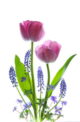 Early Spring Poster och Canvastavla