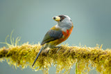 Toucan barbet Poster och Canvastavla