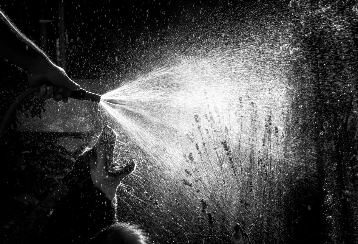 The garden hose Poster och Canvastavla