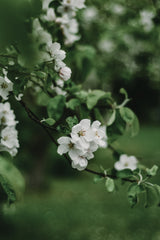 Spring Series - Apple Blossoms in the Rain 7/12 Poster och Canvastavla
