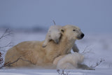 Mum and Cubs Poster och Canvastavla