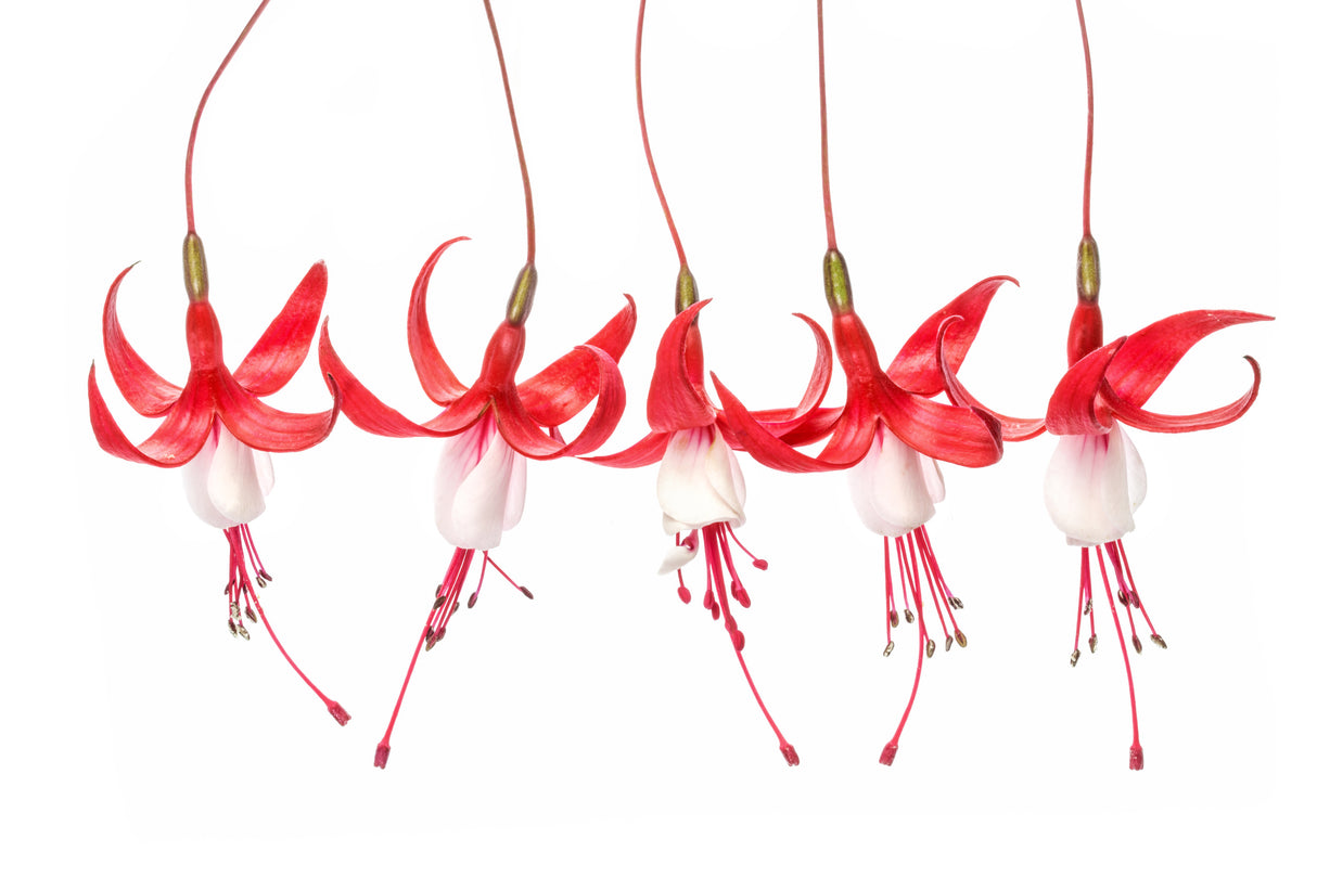 Fuchsia Poster och Canvastavla