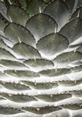 Agave Layers Poster och Canvastavla