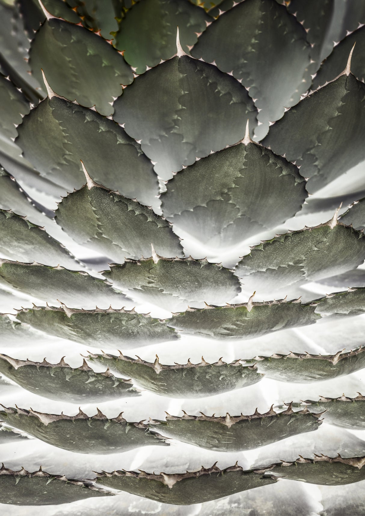 Agave Layers Poster och Canvastavla