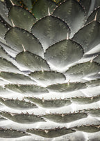 Agave Layers Poster och Canvastavla
