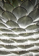 Agave Layers Poster och Canvastavla