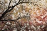 Sea of flowers Poster och Canvastavla