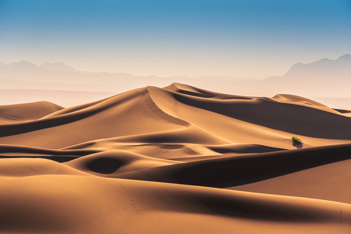 Caracal Desert Poster och Canvastavla