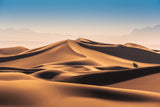 Caracal Desert Poster och Canvastavla