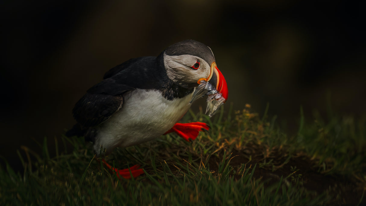 Sad Puffin Poster och Canvastavla