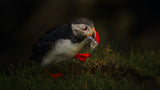 Sad Puffin Poster och Canvastavla