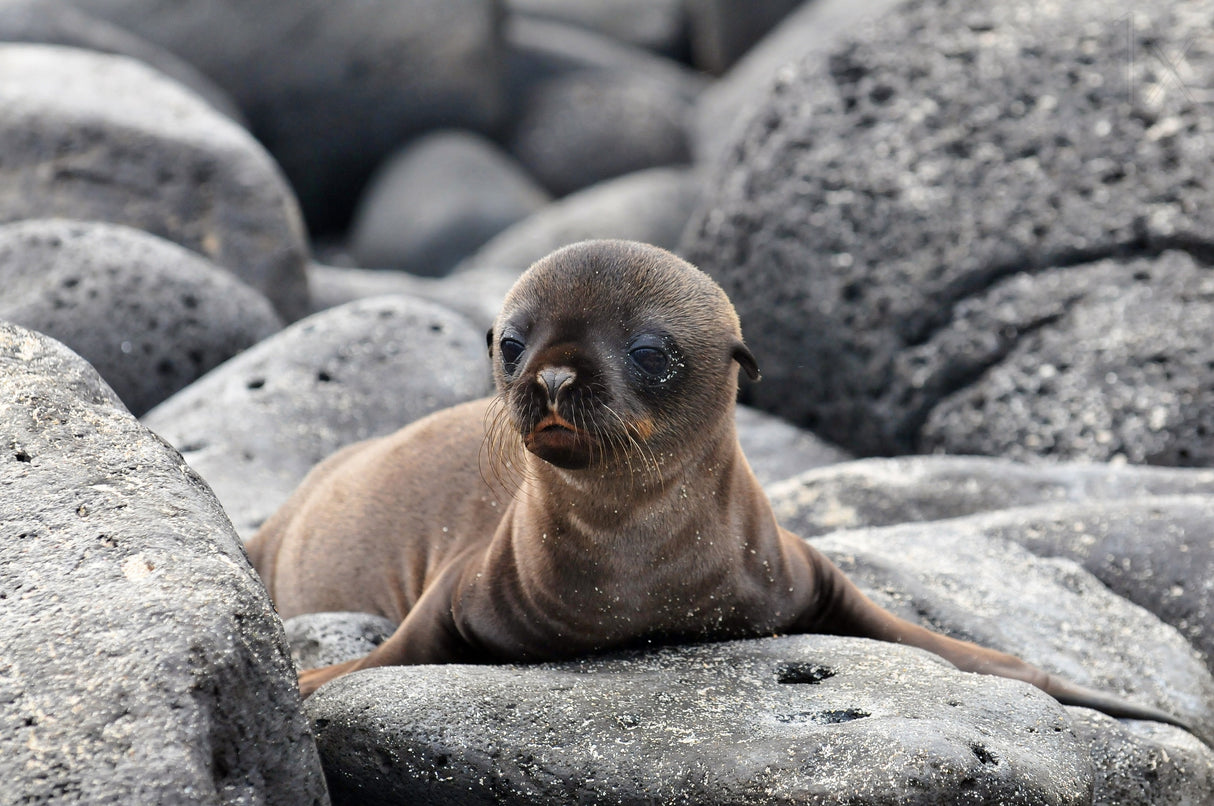 Galapagos Sea Lion pup Poster och Canvastavla