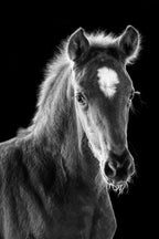young filly Poster och Canvastavla