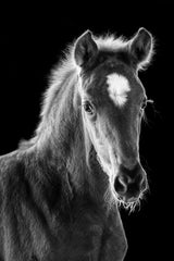 young filly Poster och Canvastavla