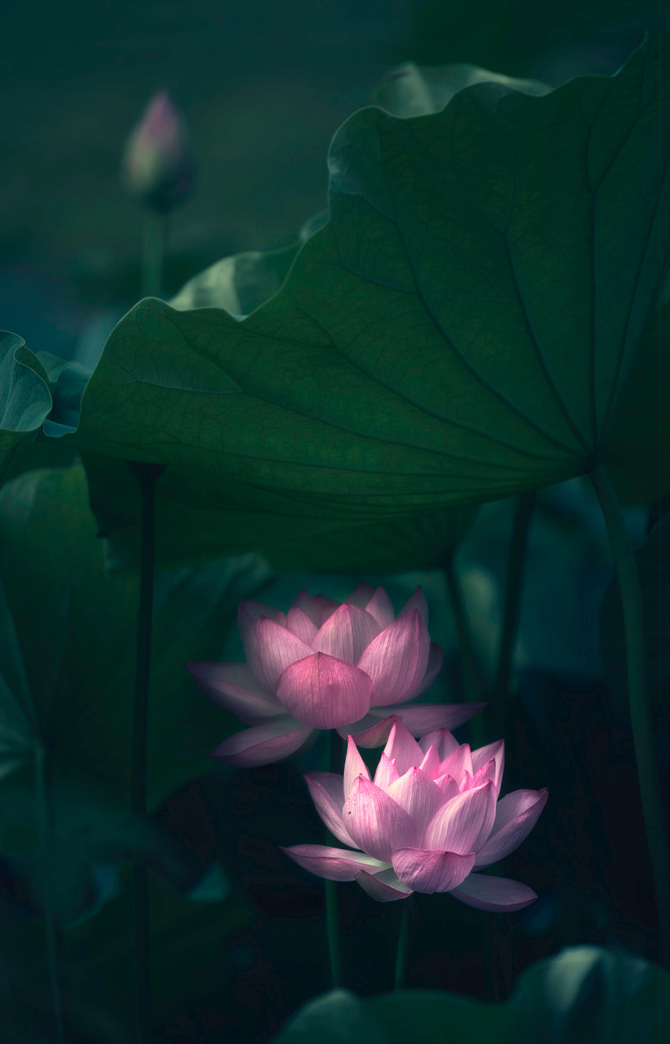 Water Lily Poster och Canvastavla