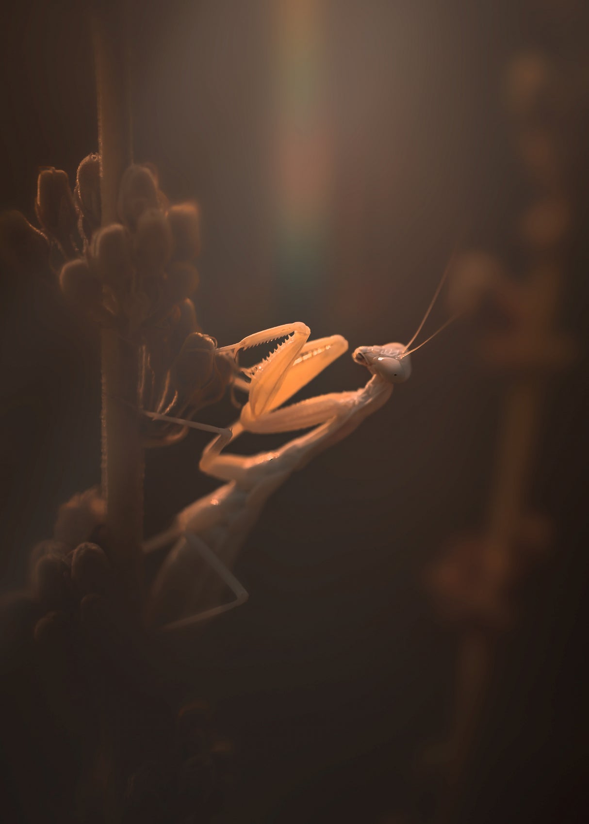 The Mantis Sunset! Poster och Canvastavla