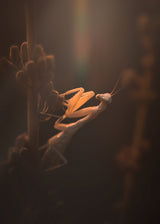 The Mantis Sunset! Poster och Canvastavla